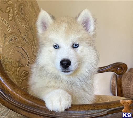 Puppy Pomsky Picture 2